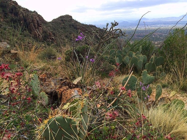 Pima Canyon Outdoors Hiking Views Tucson, Catalina Foothills AZ