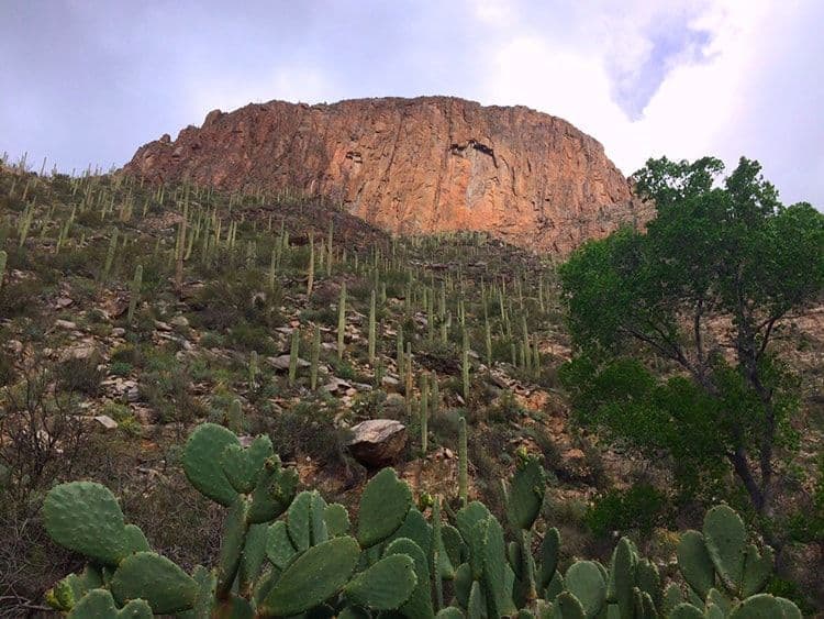 Pima Canyon Outdoors Nature Hiking Tucson, Catalina Foothills AZ