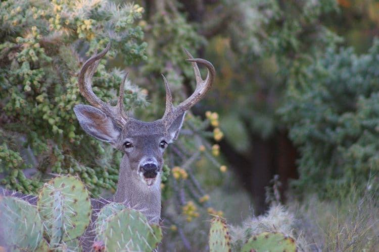 Catalina Foothills Wildlife Deer Tucson, Catalina Foothills AZ
