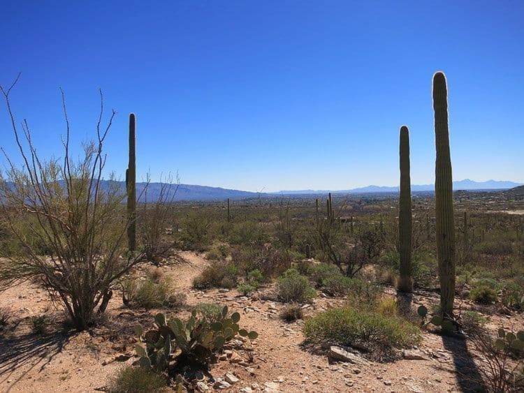 Sabino Canyon Cactus Outdoors Mountains City View Tucson, Catalina Foothills AZ
