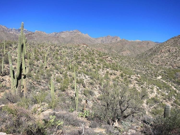Sabino Canyon Cactus Outdoors Mountains View Tucson, Catalina Foothills AZ